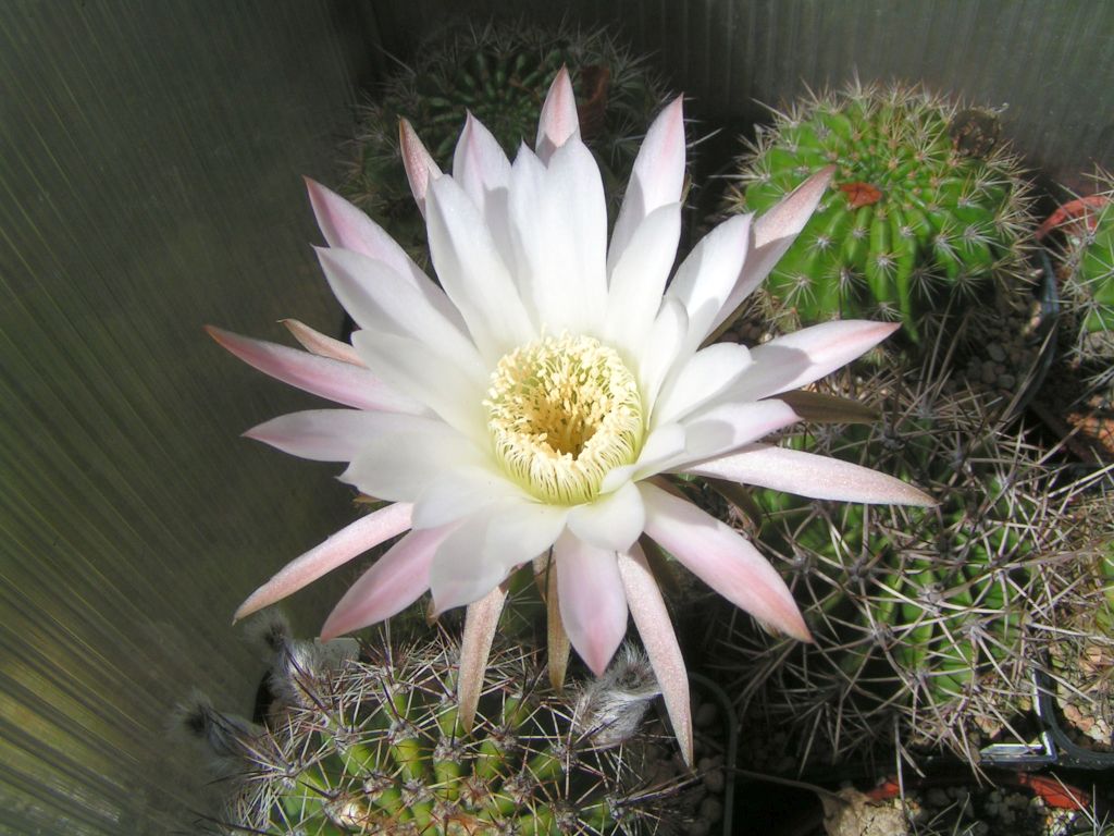 Echinopsis melamopotamica